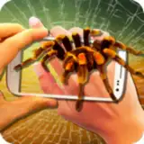 Паук в Камере Пранк