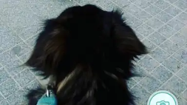 Instagram Photo and Video Downloader скриншот 4