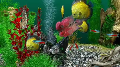 AquaLife 3D скриншот 5