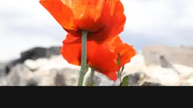 PicsArt скриншот 26