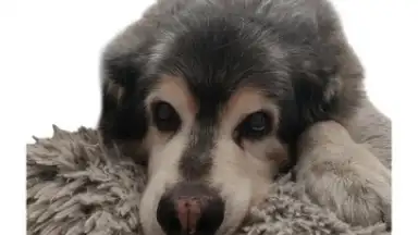 PhotoRoom скриншот 4