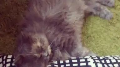 Focus скриншот 3