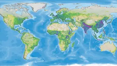 Dummynation скриншот 8