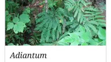 Wikipedia скриншот 5