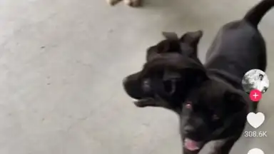 TikTok Pro скриншот 1