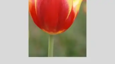 Canon PRINT Inkjet/SELPHY скриншот 3