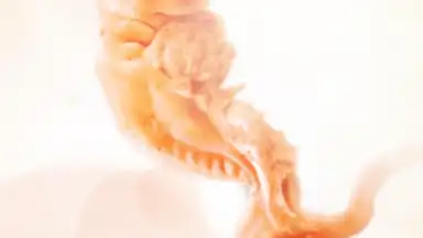 Pregnancy + скриншот 16