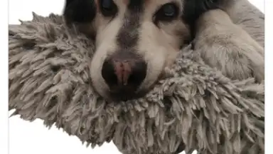 PhotoRoom скриншот 6