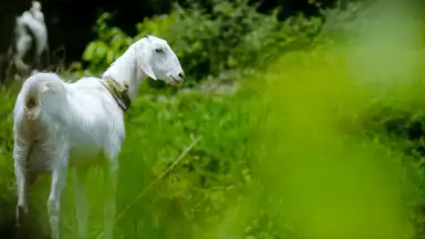 Goat Sounds скриншот 1