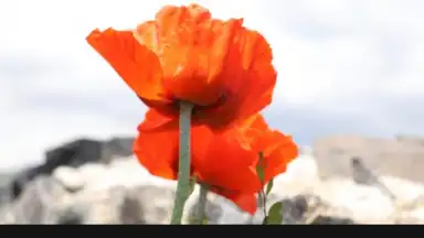 PicsArt скриншот 30