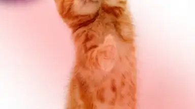 Talking, Dancing Cat. скриншот 4