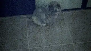 Five Nights at Freddy's AR: Special Delivery скриншот 8