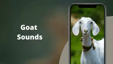 Goat Sounds скриншот 2