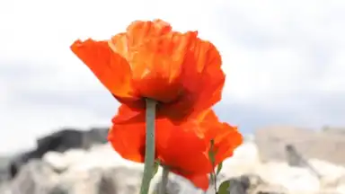 PicsArt скриншот 25