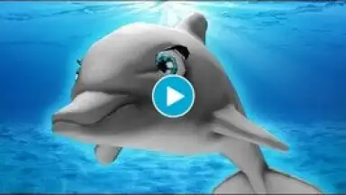 My Dolphin Show скриншот 1
