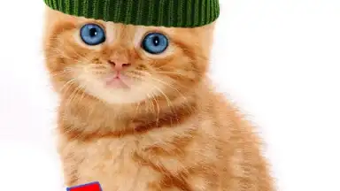 Talking, Dancing Cat. скриншот 9