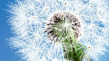 Dandelion скриншот 1