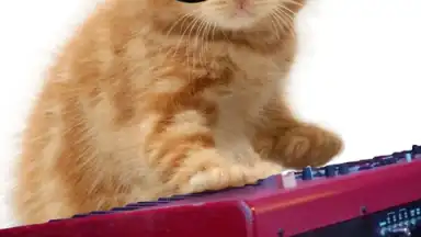 Talking, Dancing Cat. скриншот 7