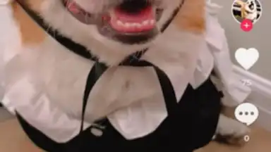 Downloader for TikTok скриншот 1