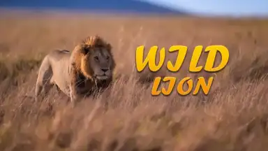 Lion Simulator Animal Games 3d скриншот 1