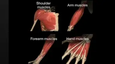 3D Anatomy Learning скриншот 1