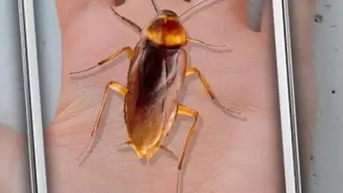 Cockroach Hand Funny Joke скриншот 1