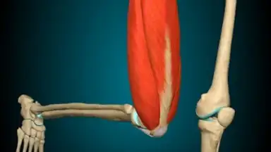 3D Anatomy Learning скриншот 5