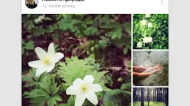 VK Amberfog скриншот 6