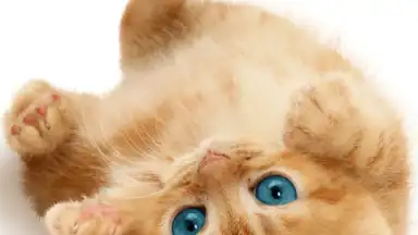 Talking, Dancing Cat. скриншот 6