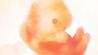 Pregnancy + скриншот 8