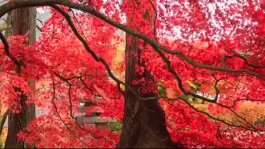 Video Player скриншот 5