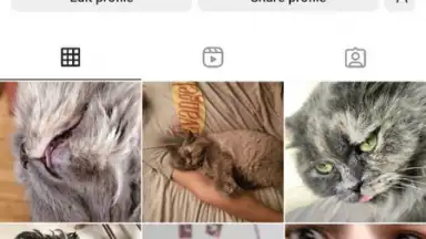 Honista скриншот 7