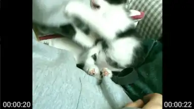 VideoShow скриншот 5