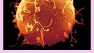 Pregnancy Weekly скриншот 3