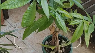 Google Lens скриншот 1