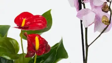 Леруа Мерлен скриншот 6