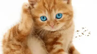 Talking, Dancing Cat. скриншот 2