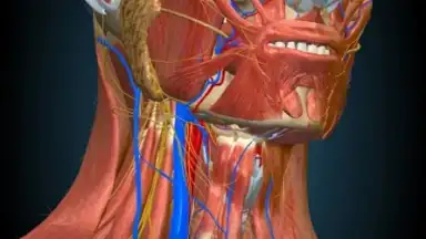 3D Anatomy Learning скриншот 6