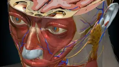 3D Anatomy Learning скриншот 8