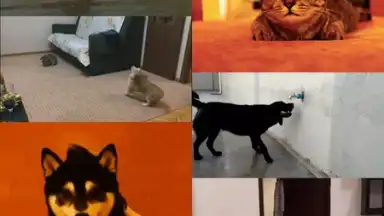 GfyCat скриншот 7