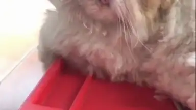 Meipai скриншот 13