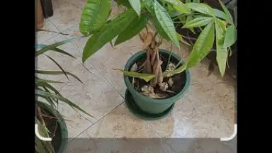 Google Lens скриншот 2