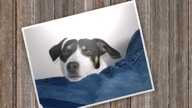 SlideShow5000 FREE скриншот 6