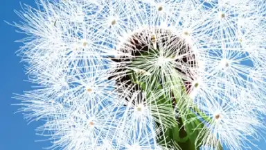 Dandelion скриншот 2