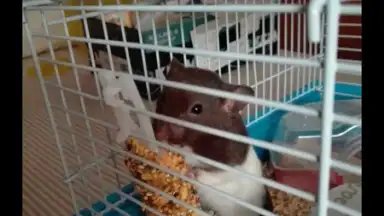 Status Saver скриншот 4