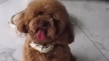 GfyCat скриншот 1