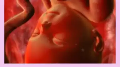 Pregnancy Weekly скриншот 5