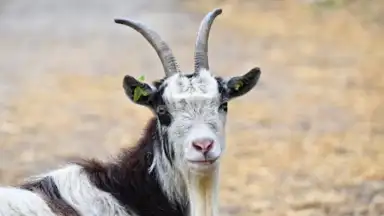 Goat Sounds скриншот 4