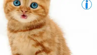 Talking, Dancing Cat. скриншот 8