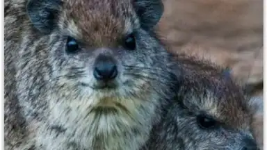 Google Search Alternatives скриншот 5